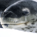 leopard-seal