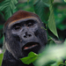 lowland-gorilla-face-684461-ga