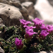 Saxifraga oppositifolia L. (Monte Cristallo)