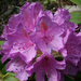 01. Rhododendron