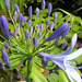 Szerelem virág - Agapanthus