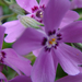lila szönyegvirág
