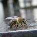 Szomjas méhecske