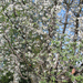 Virágzó cseresznyefa 2006 tavasz