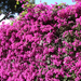 Bougainvillea