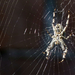 Keresztes pók hálójában