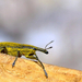 Ormányos bogár (Curculionidae)