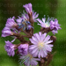 Havasi kakicsvirág (Cicerbita alpina)