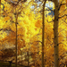 beautiful-autumn-scenery-723-14
