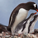 2009 02 06 9833-closeup-antarctica-baby-gentoo-penguin-chicks