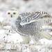 Snowy-Owl-1