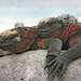 marine iguanas in love