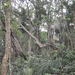 Ubud - Monkey forest