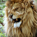 Lion - Zoo-Abony