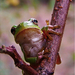 Album - Frogs