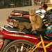 Thailand chilled out cats 01