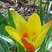 Sárga-piros tulipán