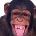 csimpanz chimpanzee01