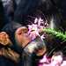 csimpanz chimpanzee10