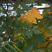 őszbe öltöző fa levelek