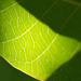 Green Leaf 2