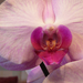 orchidea 015