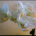 Orchidea – 002b