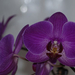 C131561 orchidea