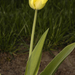 tulip02