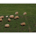 IMG 6350 birkanyáj pásztorral kerettel