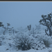 Blizzard in the Desert