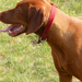 vizsla