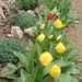 Tavaszköszöntő tulipánok