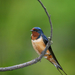 hirundo rustica