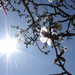 Tavaszi mandulafa virágzás