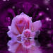 purplerose2
