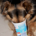 csipi kutyám és a tejfölös pohár (3)
