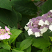 Hydrangea macrophylla és aspera