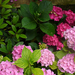 Hydrangea macrophylla