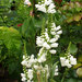 Physostegia virginiana