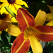 Rudbeckia és Hemerocallis 'Frans Hals'