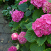 Hydrangea macrophylla 'Schöne Bautzerin'