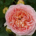 Rosa 'Abraham Darby'