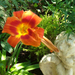 Hemerocallis