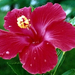 hibiscus fuscia 689438 34961 n