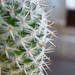 Kaktusz-macro