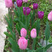 tulipán színek