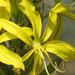 korbácsliliom egyik virága