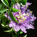 Passiflora incarnata1