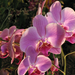 orchidea 048
